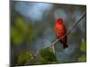 A Vermilion Flycatcher, Pyrocephalus Rubinus-Alex Saberi-Mounted Photographic Print