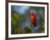 A Vermilion Flycatcher, Pyrocephalus Rubinus-Alex Saberi-Framed Photographic Print