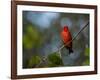 A Vermilion Flycatcher, Pyrocephalus Rubinus-Alex Saberi-Framed Photographic Print