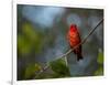 A Vermilion Flycatcher, Pyrocephalus Rubinus-Alex Saberi-Framed Photographic Print