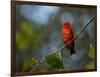 A Vermilion Flycatcher, Pyrocephalus Rubinus-Alex Saberi-Framed Photographic Print