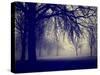 A Very Foggy Day in the Park-graphicphoto-Stretched Canvas