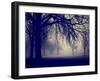 A Very Foggy Day in the Park-graphicphoto-Framed Photographic Print