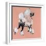 A Very Pop Modern Dog II-null-Framed Art Print