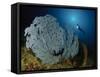 A Very Rare Blue Sea Fan, Gorontalo, Indonesia-null-Framed Stretched Canvas