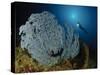 A Very Rare Blue Sea Fan, Gorontalo, Indonesia-null-Stretched Canvas