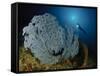 A Very Rare Blue Sea Fan, Gorontalo, Indonesia-null-Framed Stretched Canvas