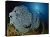 A Very Rare Blue Sea Fan, Gorontalo, Indonesia-null-Stretched Canvas