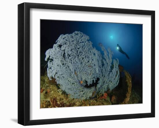 A Very Rare Blue Sea Fan, Gorontalo, Indonesia-null-Framed Photographic Print