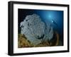 A Very Rare Blue Sea Fan, Gorontalo, Indonesia-null-Framed Photographic Print