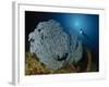 A Very Rare Blue Sea Fan, Gorontalo, Indonesia-null-Framed Photographic Print