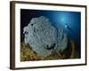 A Very Rare Blue Sea Fan, Gorontalo, Indonesia-null-Framed Photographic Print