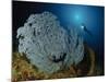 A Very Rare Blue Sea Fan, Gorontalo, Indonesia-null-Mounted Photographic Print