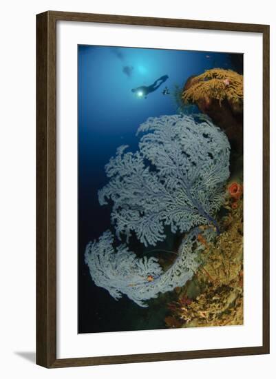 A Very Rare Blue Sea Fan, Gorontalo, Indonesia-null-Framed Photographic Print