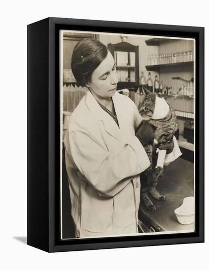 A Veterinary Surgeon Holding a Cat at the Cat's Hospital, Hampstead, London-null-Framed Stretched Canvas