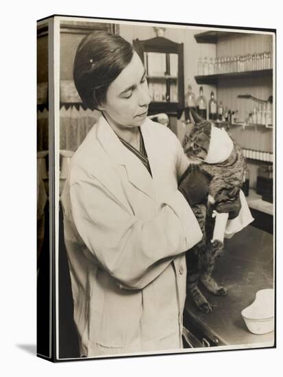 A Veterinary Surgeon Holding a Cat at the Cat's Hospital, Hampstead, London-null-Stretched Canvas