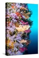 A Vibrantly Colored Reef Wall in Fiji Hosts a Large Species of Hard and Soft Corals and Gorgonian S-Kelpfish-Stretched Canvas