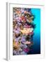 A Vibrantly Colored Reef Wall in Fiji Hosts a Large Species of Hard and Soft Corals and Gorgonian S-Kelpfish-Framed Photographic Print