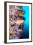 A Vibrantly Colored Reef Wall in Fiji Hosts a Large Species of Hard and Soft Corals and Gorgonian S-Kelpfish-Framed Photographic Print