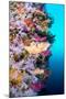 A Vibrantly Colored Reef Wall in Fiji Hosts a Large Species of Hard and Soft Corals and Gorgonian S-Kelpfish-Mounted Photographic Print