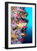 A Vibrantly Colored Reef Wall in Fiji Hosts a Large Species of Hard and Soft Corals and Gorgonian S-Kelpfish-Framed Photographic Print