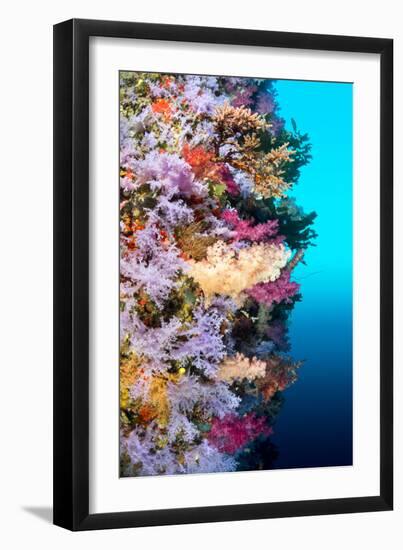 A Vibrantly Colored Reef Wall in Fiji Hosts a Large Species of Hard and Soft Corals and Gorgonian S-Kelpfish-Framed Photographic Print