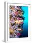 A Vibrantly Colored Reef Wall in Fiji Hosts a Large Species of Hard and Soft Corals and Gorgonian S-Kelpfish-Framed Photographic Print