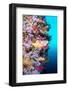 A Vibrantly Colored Reef Wall in Fiji Hosts a Large Species of Hard and Soft Corals and Gorgonian S-Kelpfish-Framed Photographic Print