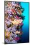 A Vibrantly Colored Reef Wall in Fiji Hosts a Large Species of Hard and Soft Corals and Gorgonian S-Kelpfish-Mounted Photographic Print