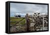 A View from a High Point over Heather and Fields in England-Will Wilkinson-Framed Stretched Canvas