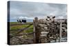 A View from a High Point over Heather and Fields in England-Will Wilkinson-Stretched Canvas