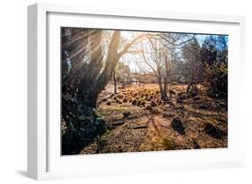 A View from a High Point over Heather and Fields in England-Will Wilkinson-Framed Photographic Print