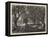 A View in Epping Forest-null-Framed Stretched Canvas