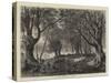 A View in Epping Forest-null-Stretched Canvas