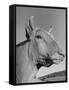 A View of a Bull on a Farm-null-Framed Stretched Canvas