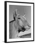 A View of a Bull on a Farm-null-Framed Photographic Print