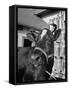 A View of a Cow on a Farm-null-Framed Stretched Canvas