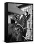 A View of a Cow on a Farm-null-Framed Stretched Canvas