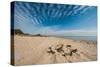 A View of a Deserted Beach with Sand Castle in England-Will Wilkinson-Stretched Canvas