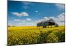 A View of a Field with Rape Seed in England-Will Wilkinson-Mounted Premium Photographic Print