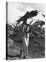 A View of a Man Carrying Crops from a Story Concerning Jamaica-Carl Mydans-Stretched Canvas