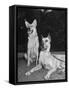 A View of Army Dogs Posing Together-null-Framed Stretched Canvas