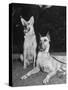 A View of Army Dogs Posing Together-null-Stretched Canvas