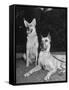 A View of Army Dogs Posing Together-null-Framed Stretched Canvas