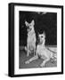 A View of Army Dogs Posing Together-null-Framed Photographic Print