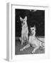 A View of Army Dogs Posing Together-null-Framed Photographic Print