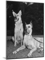 A View of Army Dogs Posing Together-null-Mounted Photographic Print