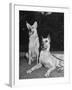 A View of Army Dogs Posing Together-null-Framed Photographic Print