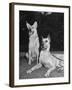 A View of Army Dogs Posing Together-null-Framed Photographic Print