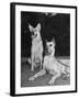 A View of Army Dogs Posing Together-null-Framed Photographic Print